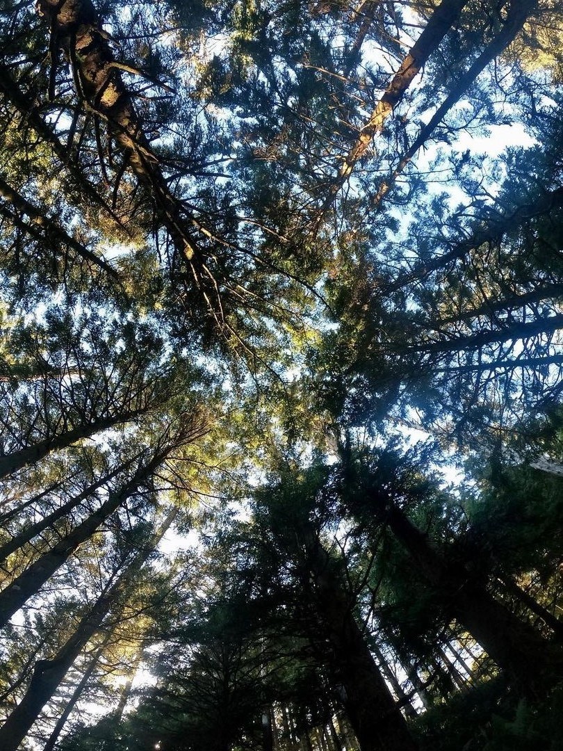 Oregon .Forest